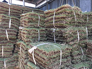 生芝 Lawn
